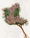  Silene acaulis Silene acaulis